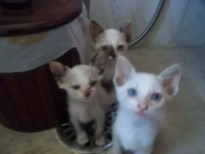 Gato ra a nrd idade Abaixo de 2 meses nome gatinhos