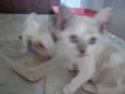 gatinhos
