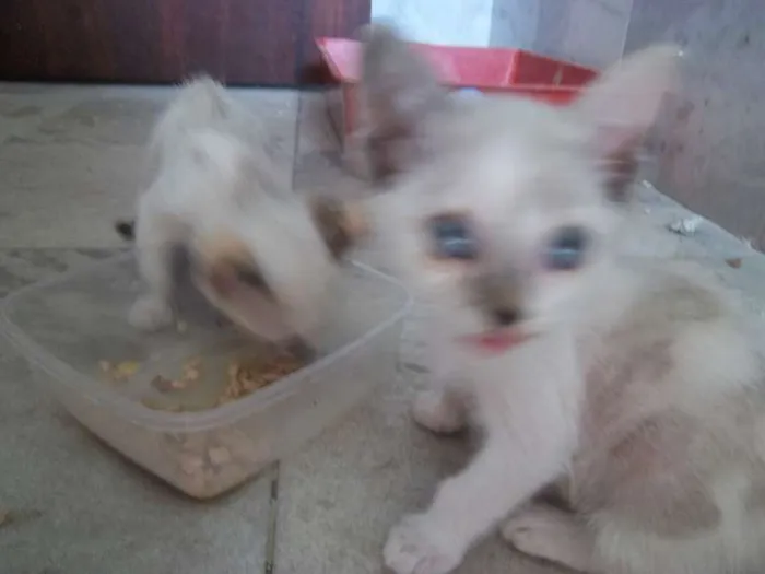 Gato ra a nrd idade Abaixo de 2 meses nome gatinhos