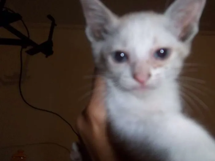 Gato ra a nrd idade Abaixo de 2 meses nome gatinhos