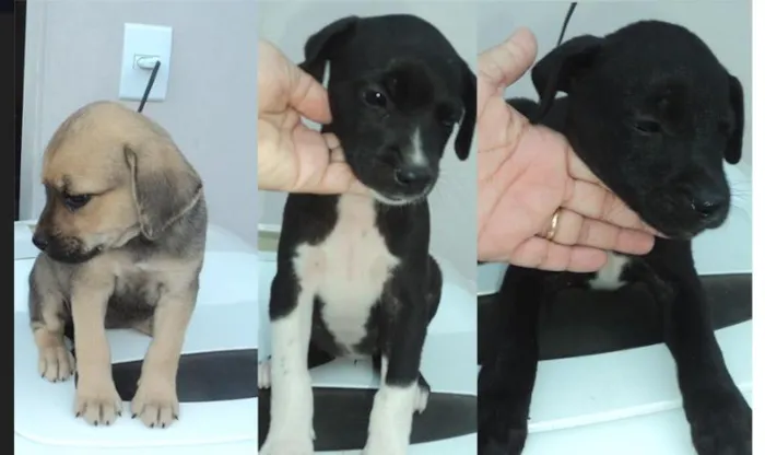 Cachorro ra a sem raça idade 2 a 6 meses nome mel. Nina. pele