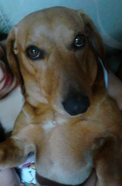 Cachorro ra a Basset-Cofap idade 2 anos nome FILÉ E KADU