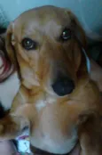 FILÉ E KADU