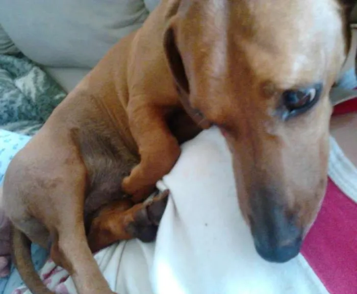 Cachorro ra a Basset-Cofap idade 2 anos nome FILÉ E KADU