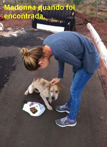 Cachorro ra a Indefinida idade 1 ano nome Madonna