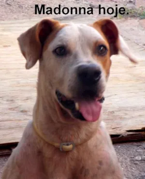 Cachorro raça Indefinida idade 1 ano nome Madonna
