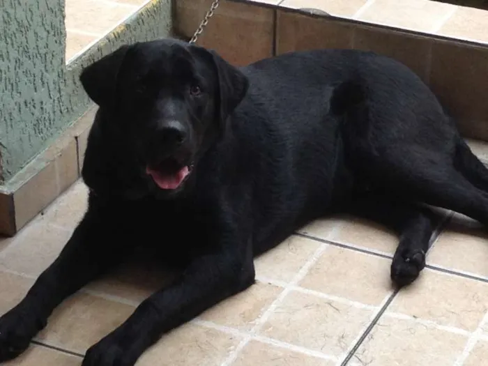 Cachorro ra a Labrador idade 7 a 11 meses nome Romeu
