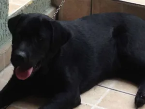 Cachorro raça Labrador idade 7 a 11 meses nome Romeu