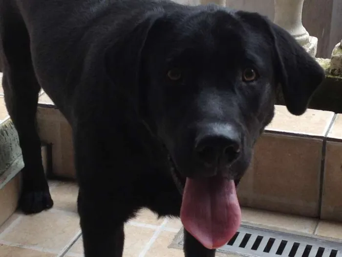Cachorro ra a Labrador idade 7 a 11 meses nome Romeu