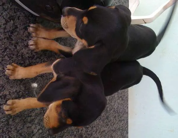 Cachorro raça Viralata idade 2 a 6 meses nome Não Tem