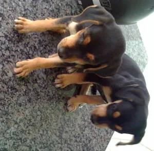 Cachorro raça Viralata idade 2 a 6 meses nome Não Tem