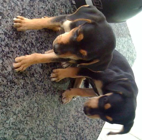 Cachorro raça Viralata idade 2 a 6 meses nome Não Tem