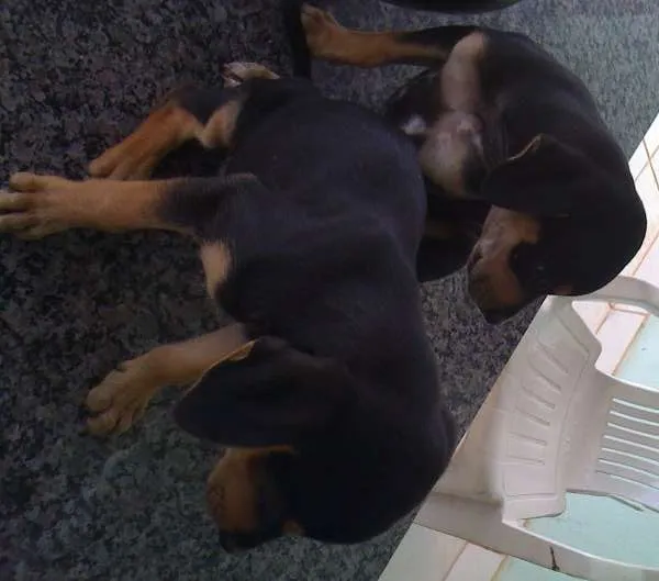 Cachorro raça Viralata idade 2 a 6 meses nome Não Tem