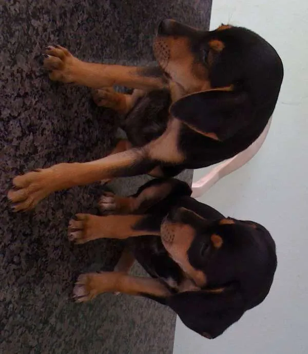 Cachorro raça Viralata idade 2 a 6 meses nome Não Tem