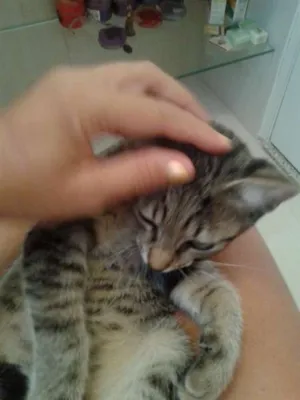 Gato raça SRD idade 2 a 6 meses nome Miró