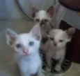 gatinhos
