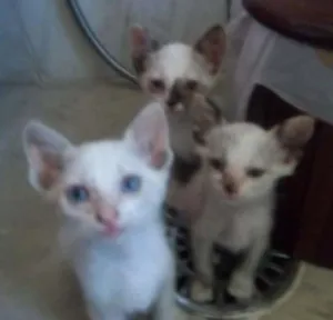 Gato raça nrd idade Abaixo de 2 meses nome gatinhos