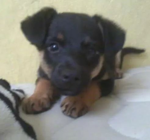 Cachorro ra a SRD idade Abaixo de 2 meses nome Sem nome