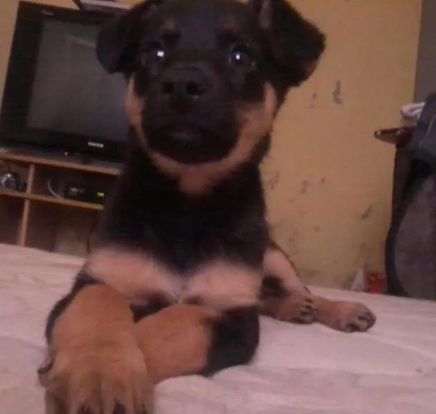 Cachorro ra a SRD idade Abaixo de 2 meses nome Sem nome