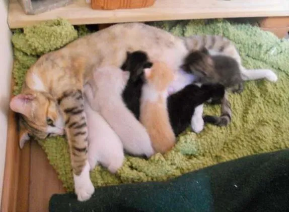 Gato raça da rua  idade 2 anos nome Maezinha