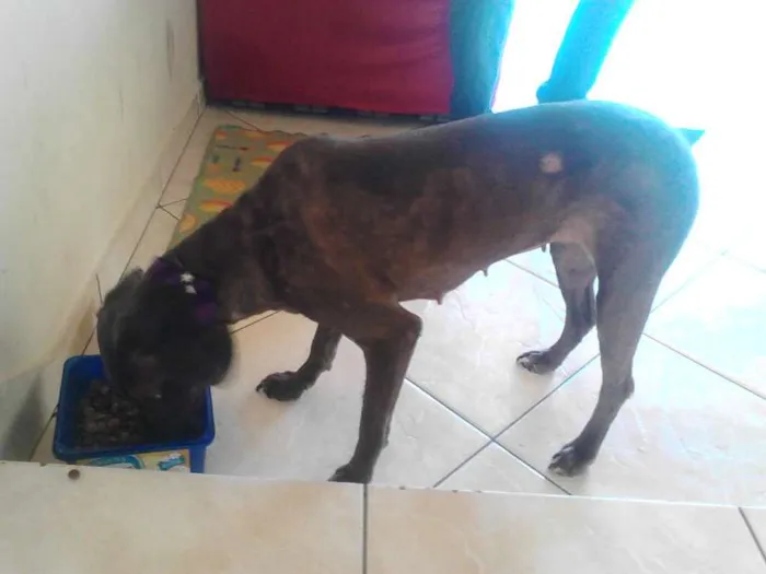 Cachorro ra a vira lata idade 4 anos nome Julieta