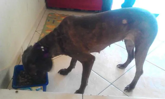 Cachorro ra a vira lata idade 4 anos nome Julieta