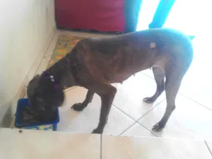 Cachorro raça vira lata idade 4 anos nome Julieta
