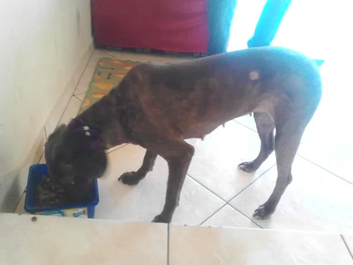 Cachorro ra a vira lata idade 4 anos nome Julieta