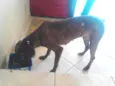 Julieta