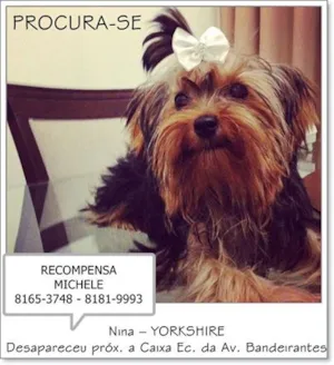 Cachorro raça Yorkshire idade 7 a 11 meses nome NINA GRATIFICA