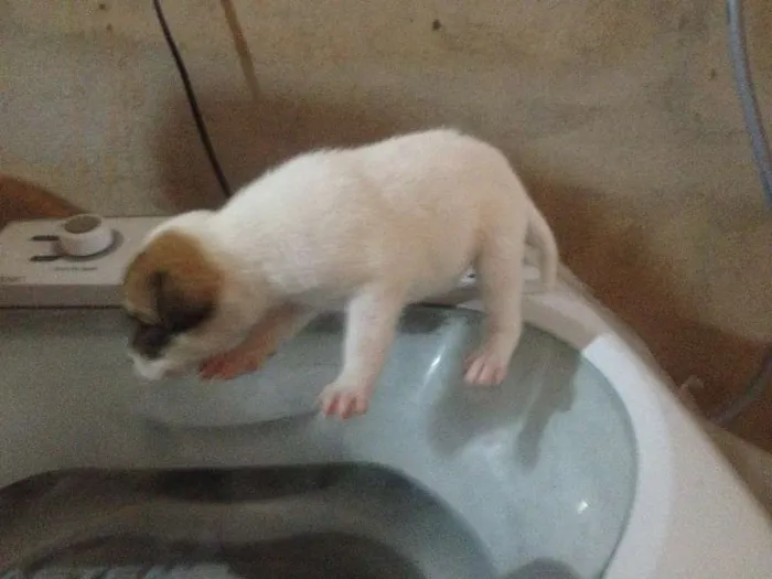 Cachorro ra a  idade Abaixo de 2 meses nome sem nomes