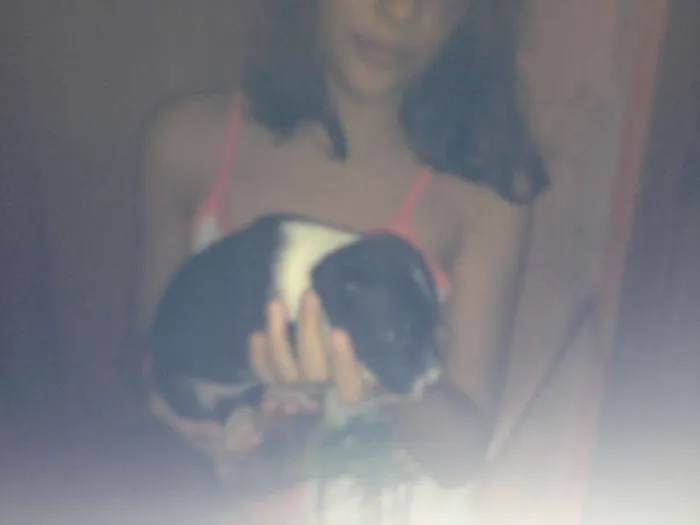 Cachorro ra a  idade Abaixo de 2 meses nome sem nomes