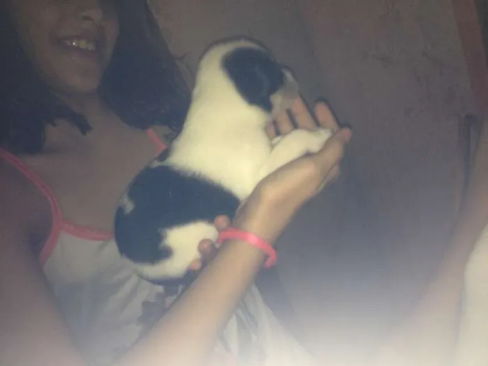 Cachorro ra a  idade Abaixo de 2 meses nome sem nomes