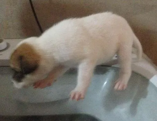 Cachorro ra a  idade Abaixo de 2 meses nome sem nomes