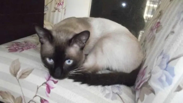 Gato ra a Siamês idade 7 a 11 meses nome Guina (Aguinaldo)