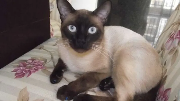 Gato ra a Siamês idade 7 a 11 meses nome Guina (Aguinaldo)