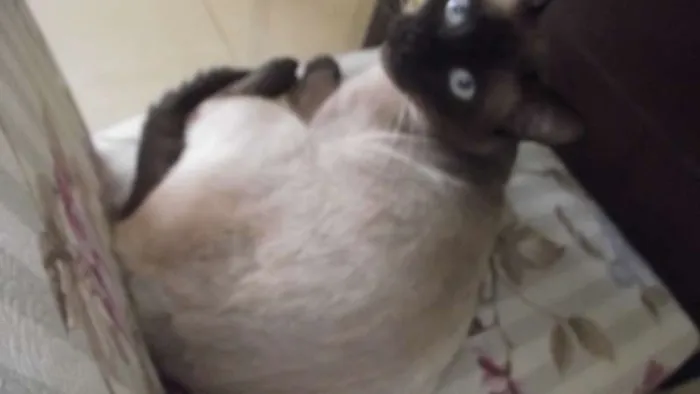 Gato ra a Siamês idade 7 a 11 meses nome Guina (Aguinaldo)