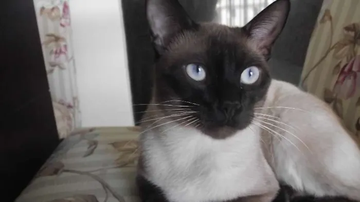 Gato ra a Siamês idade 7 a 11 meses nome Guina (Aguinaldo)