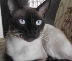Gato raça Siamês idade 7 a 11 meses nome Guina (Aguinaldo)