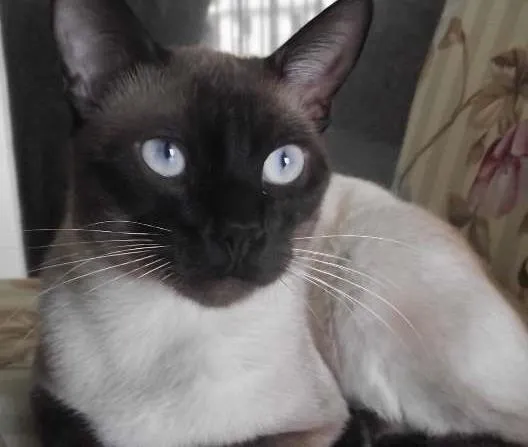 Gato ra a Siamês idade 7 a 11 meses nome Guina (Aguinaldo)