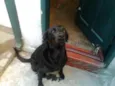 Baco