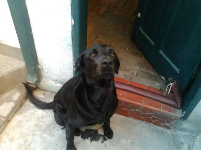 Cachorro ra a SRD idade 3 anos nome Baco