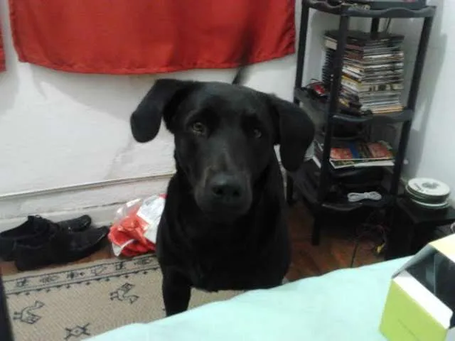 Cachorro ra a SRD idade 3 anos nome Baco