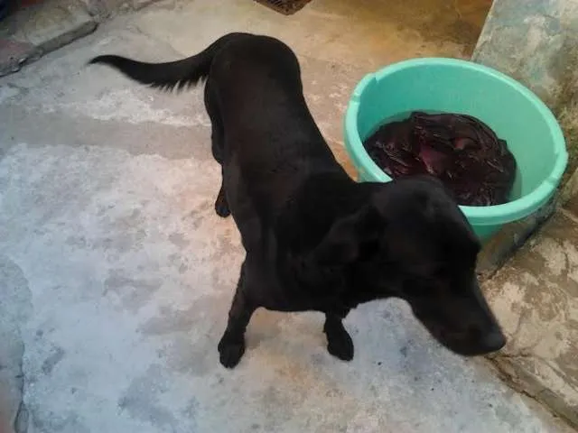 Cachorro ra a SRD idade 3 anos nome Baco