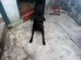 Baco