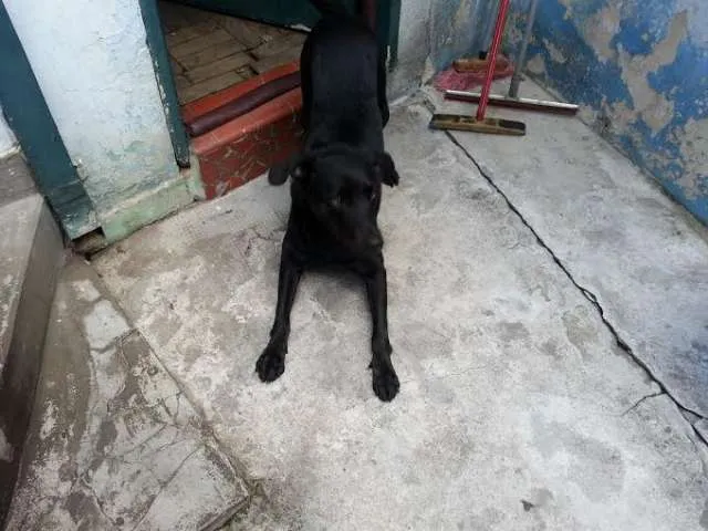 Cachorro ra a SRD idade 3 anos nome Baco