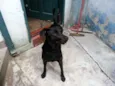 Baco