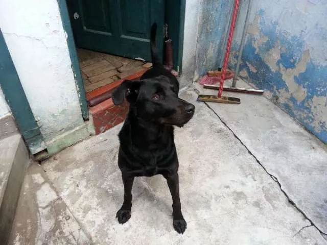 Cachorro ra a SRD idade 3 anos nome Baco