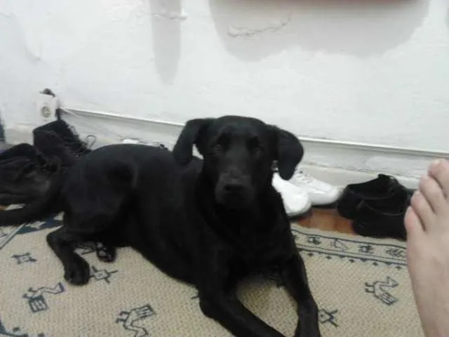 Cachorro ra a SRD idade 3 anos nome Baco