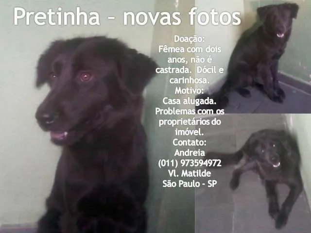 Cachorro ra a SRD idade 2 anos nome Pretinha